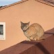 PERDU CHATTE En France à Ollioules (83190)56380