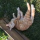 PERDU CHAT En France à Le Pin (38730)56381