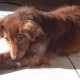 PERDU CHIEN  à 56382