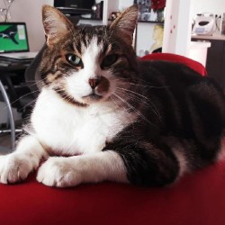 CHAT <span class='Perdu_Texte'>PERDU</span> le Mardi 31 Mars 2020 en France à Le Boullay-Mivoye (Eure-et-Loir)<br>Déposé le 14-06-2020