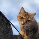 PERDU CHAT En France à La Motte (22600)56384
