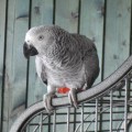 perroquet gris du gabon <span class=
