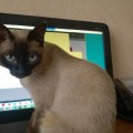CHATTE <span class=