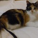 TROUVE CHATTE  à 46517