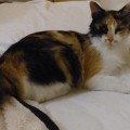 CHATTE <span class=