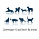 TROUVE Tortue d'Hermann En France à Ollioules (83190)56359